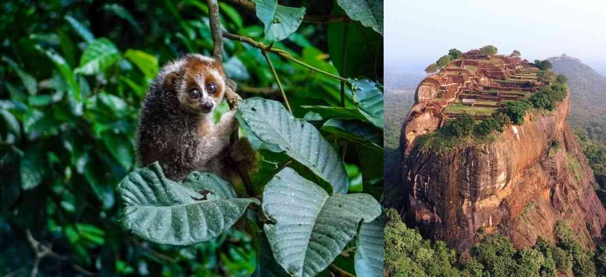 Slender Loris & Sigiriya