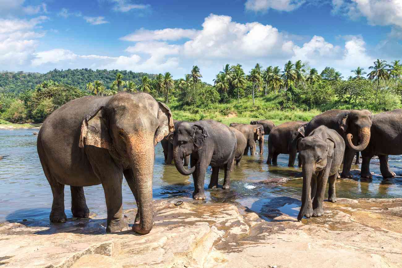 Sri Lankan Elephants