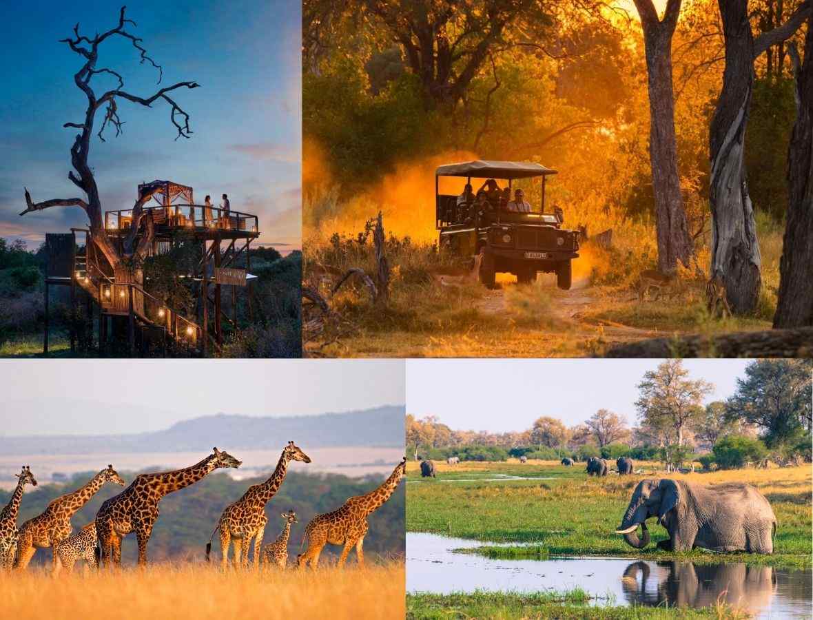 Safari
