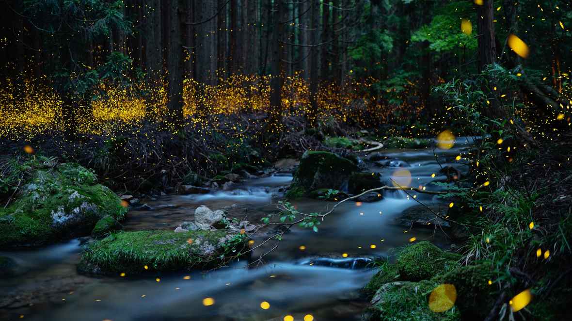 Japan Firefly Season